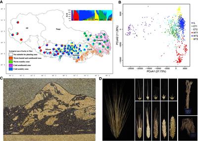 Genome diversity and highland-adaptative variation in Tibet barley landrace population of China